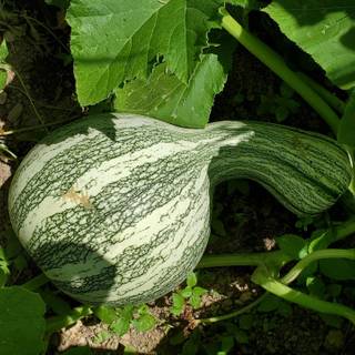 Squash plant wallpaper