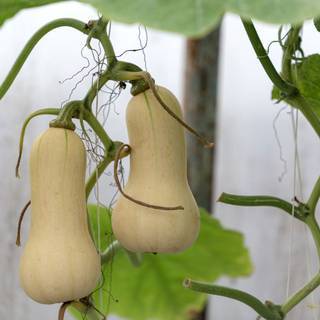 Squash plant wallpaper