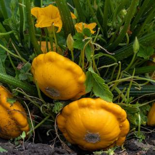 Squash plant wallpaper