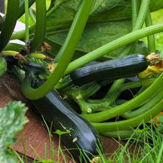 Squash plant wallpaper