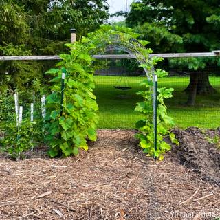 Squash plant wallpaper