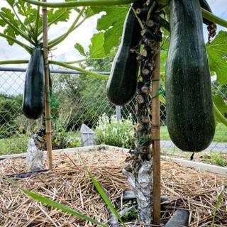 Squash plant wallpaper