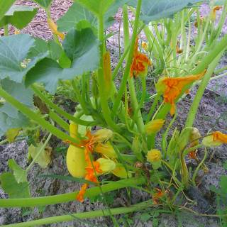 Squash plant wallpaper