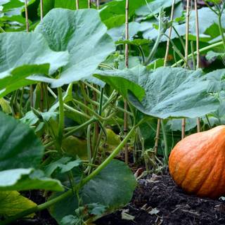 Squash plant wallpaper