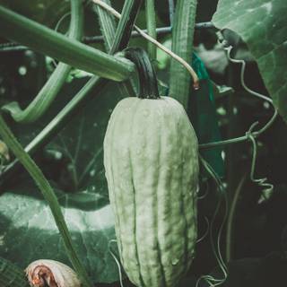 Squash plant wallpaper