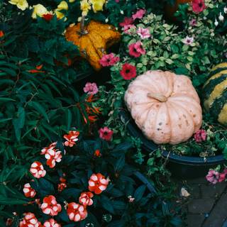 Squash plant wallpaper