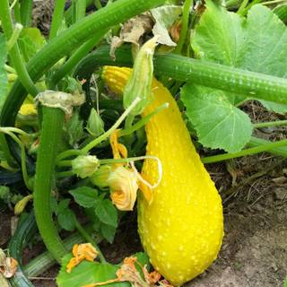 Squash plant wallpaper