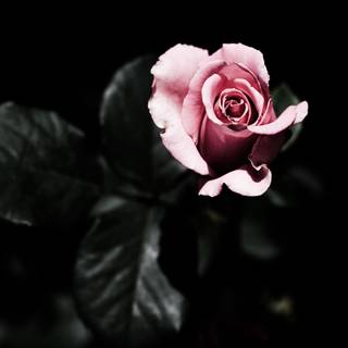 Pink black 4k wallpaper