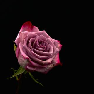 Pink black 4k wallpaper