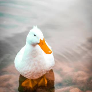 iPhone duck wallpaper