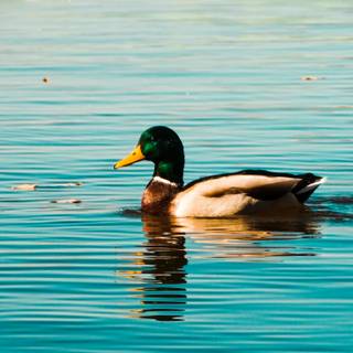 iPhone duck wallpaper