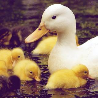 iPhone duck wallpaper