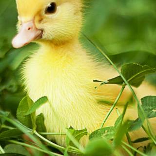 iPhone duck wallpaper