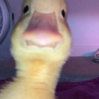 Silly duck wallpaper