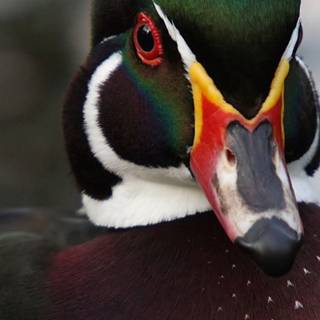 iPhone duck wallpaper