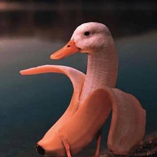 iPhone duck wallpaper