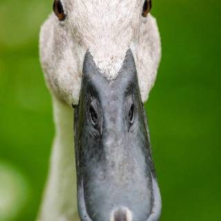 iPhone duck wallpaper