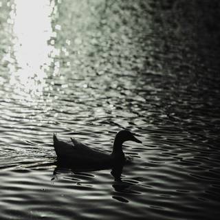 iPhone duck wallpaper