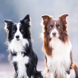 Phone borders wallpaper