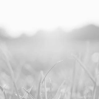 Light gray phone wallpaper