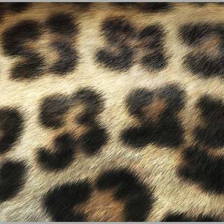 Cheetah print desktop wallpaper