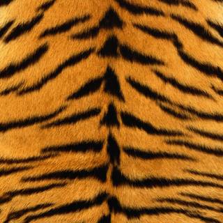 Leopard print desktop wallpaper