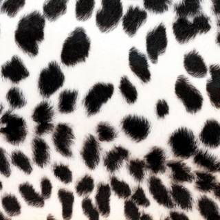 Cheetah print desktop wallpaper