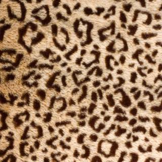 Cheetah print desktop wallpaper