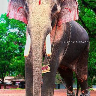 Onam mobile wallpaper