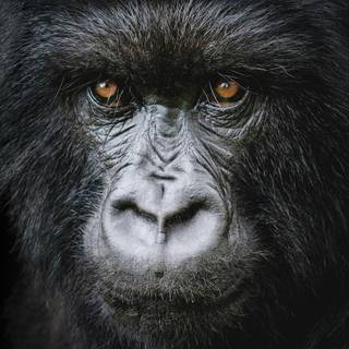 Gorilla mobile wallpaper