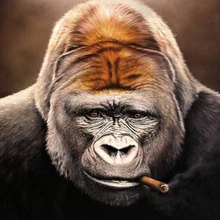 Gorilla mobile wallpaper