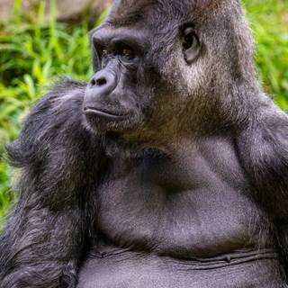 Gorilla mobile wallpaper