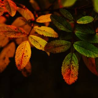 Leaves autumn desktop wallpaper
