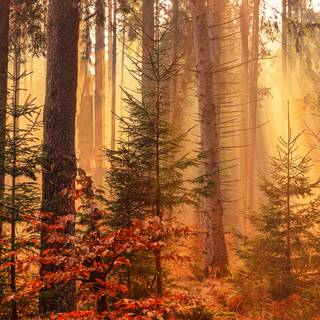 Vertical 4k autumn wallpaper