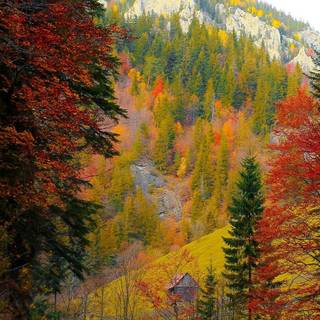 Vertical 4k autumn wallpaper