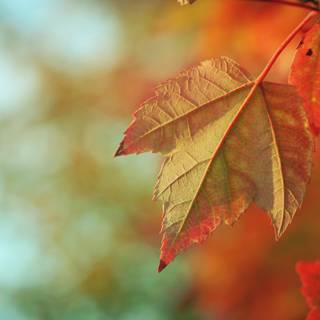 Leaves autumn desktop wallpaper