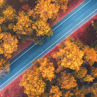 Vertical 4k autumn wallpaper