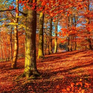 Vertical 4k autumn wallpaper