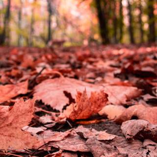 Vertical 4k autumn wallpaper