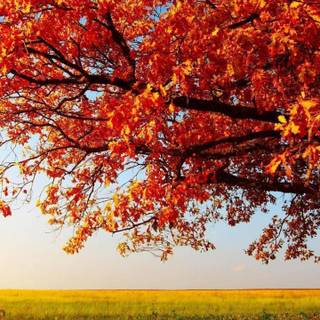 Vertical 4k autumn wallpaper