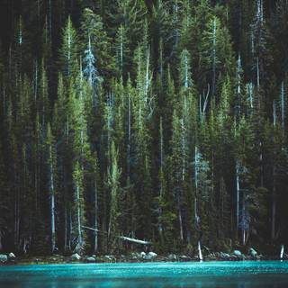 Vertical 4k autumn wallpaper