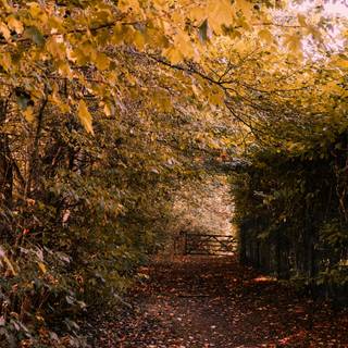 Vertical 4k autumn wallpaper