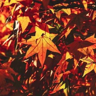 Leaves autumn desktop wallpaper