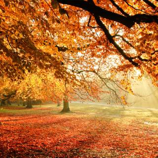 Leaves autumn desktop wallpaper