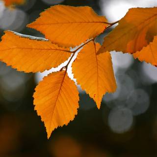 Leaves autumn desktop wallpaper