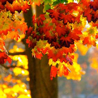 Leaves autumn desktop wallpaper