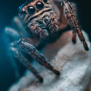 Spider HD 4k iPhone wallpaper