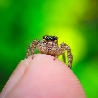 Spider HD 4k iPhone wallpaper