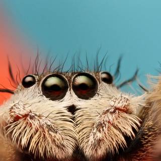 Spider HD 4k iPhone wallpaper