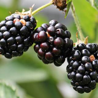 Blackberries wallpaper
